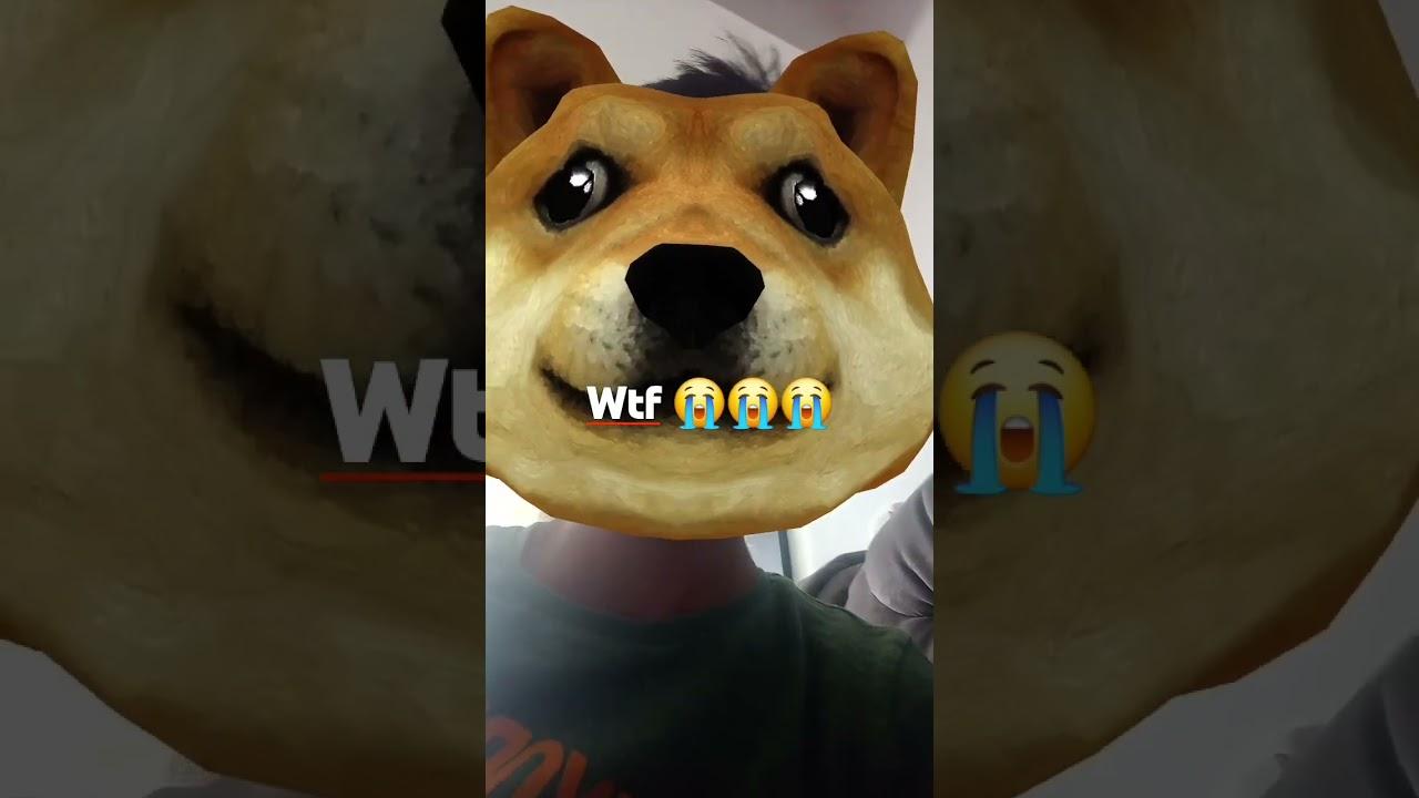 what the dog doin ??